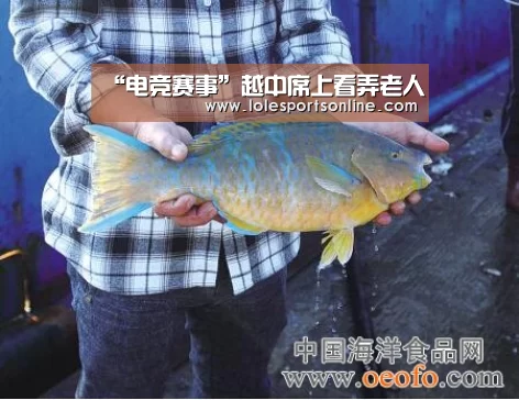 “电竞赛事”越中席上看弄老人(图4) LoL投注网站官网